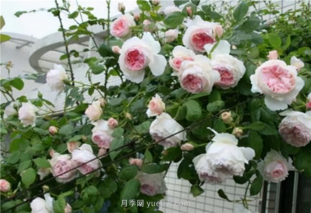 打造小型月季花墻，推薦4款藤本月季(圖3)