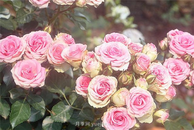 打造小型月季花墻，推薦4款藤本月季(圖5)
