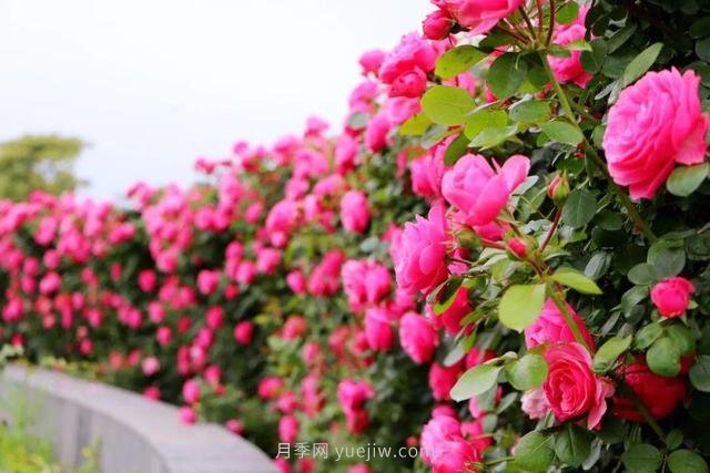 淮安初夏，從一場驚艷的月季花海開始！(圖1)