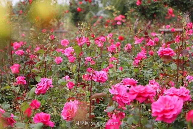 淮安初夏，從一場驚艷的月季花海開始！(圖2)