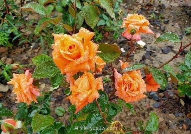 淮安初夏，從一場驚艷的月季花海開始！(圖5)
