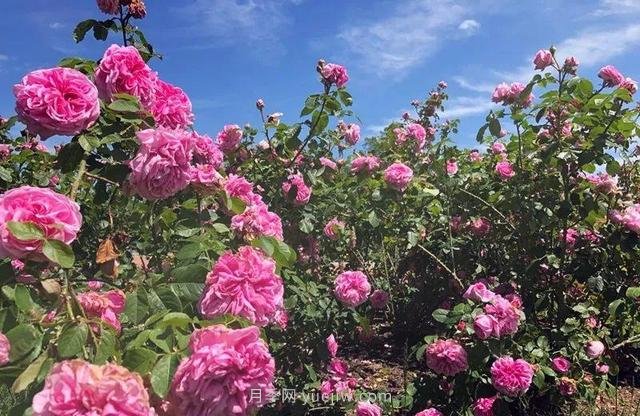 淮安初夏，從一場驚艷的月季花海開始！(圖6)