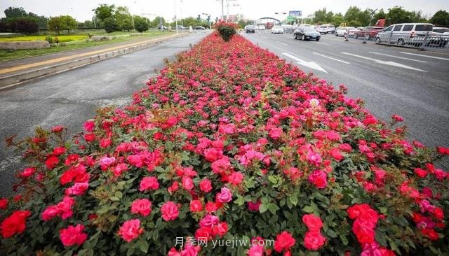 淮安初夏，從一場驚艷的月季花海開始！(圖7)