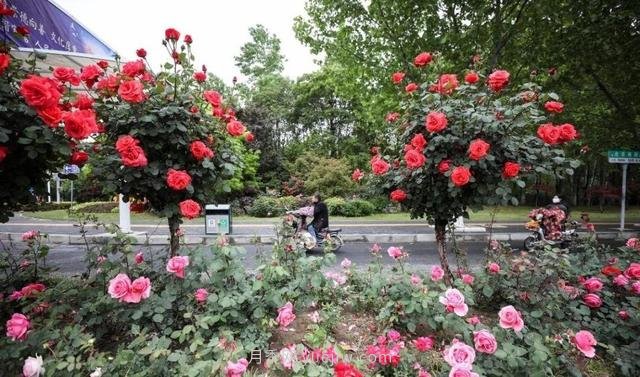 淮安初夏，從一場驚艷的月季花海開始！(圖8)