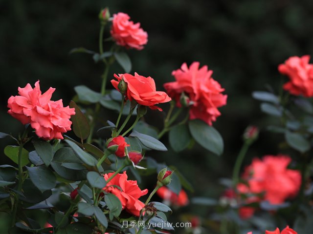 月季，盛開在山野的玫瑰(原創(chuàng)散文)(圖1)