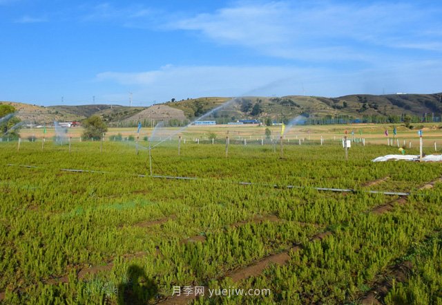 管涔山林局：科學(xué)優(yōu)化苗木結(jié)構(gòu) 全力培育良種壯苗(圖1)