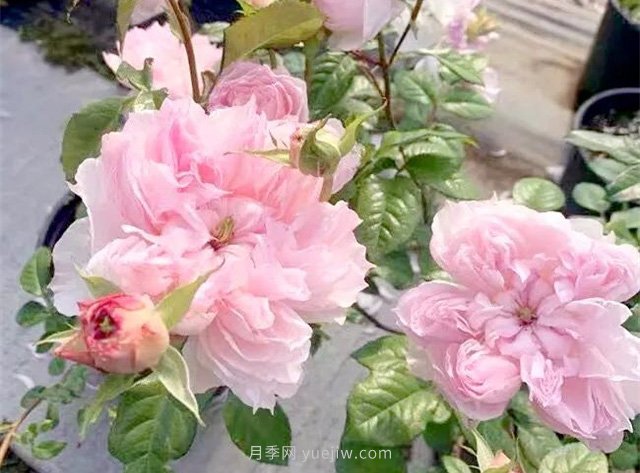 蝶之舞月季，蘇芬月季，兩款花型獨特的日系月季(圖1)