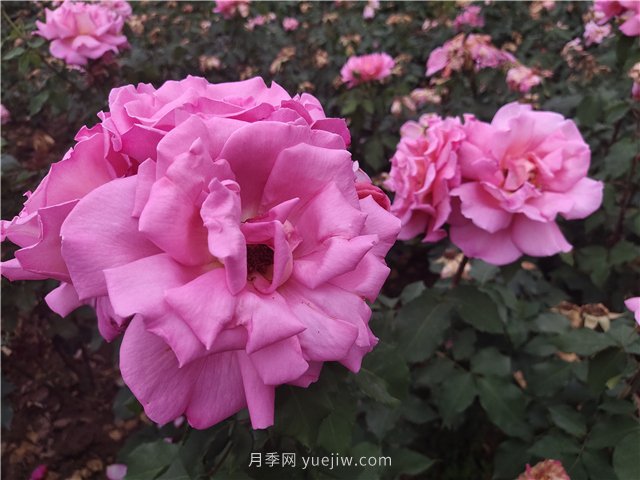 南陽(yáng)桐柏：發(fā)展觀光農(nóng)業(yè) 促進(jìn)鄉(xiāng)村振興(圖1)