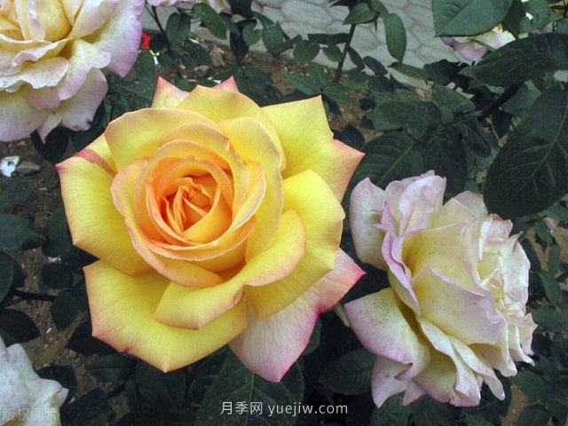 養(yǎng)花高手的5個好習(xí)慣，月季特別受用(圖1)