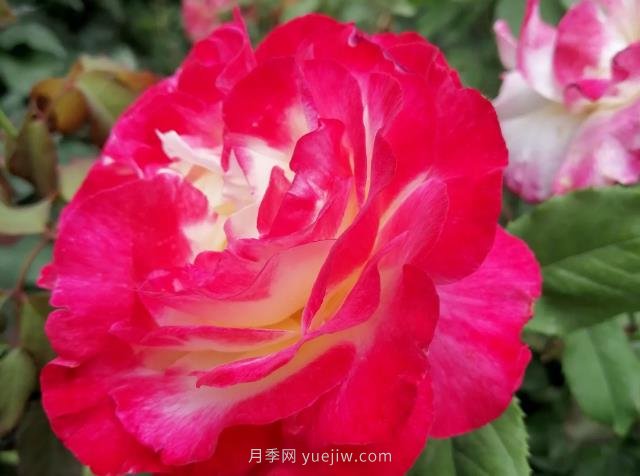 紅雙喜月季， 一聽名字就帶著喜慶(圖2)