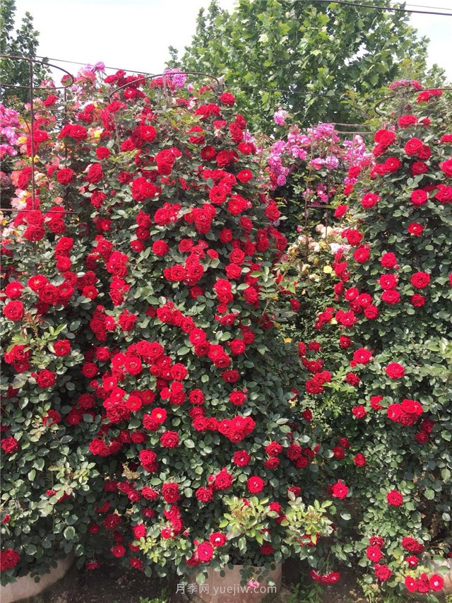 造型月季，月季花柱批發(fā)(圖2)