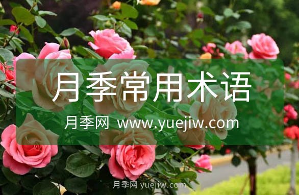 月季常用規(guī)格術(shù)語(yǔ)大全(圖1)