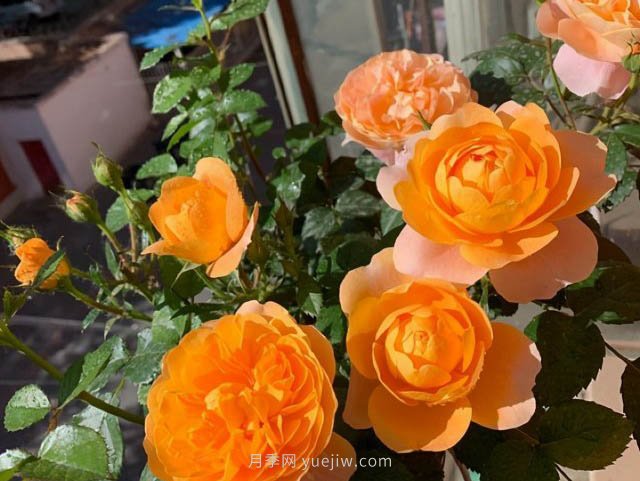 推薦適合夏天養(yǎng)的5種月季花，花量大不怕曬(圖2)