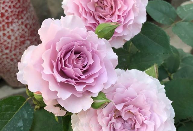推薦適合夏天養(yǎng)的5種月季花，花量大不怕曬(圖5)