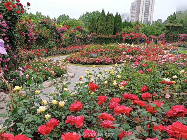 月季植物造景，塑造城市園林景觀(圖2)