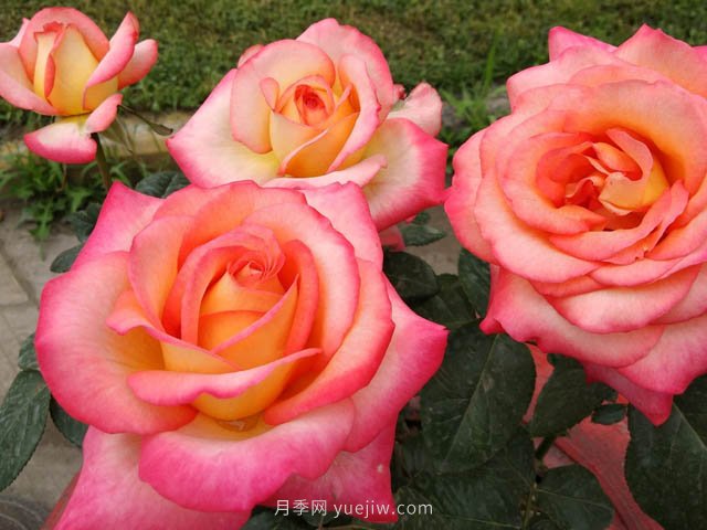 彩云月季，優(yōu)秀灌木大花月季，四季開(kāi)花庭院必養(yǎng)(圖3)