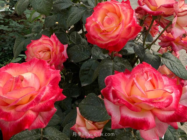 彩云月季，優(yōu)秀灌木大花月季，四季開(kāi)花庭院必養(yǎng)(圖2)