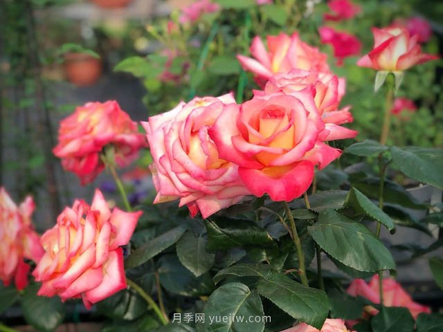 彩云月季，優(yōu)秀灌木大花月季，四季開(kāi)花庭院必養(yǎng)(圖1)