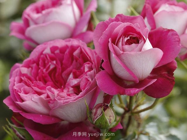 美心月季，古典月季和現(xiàn)代風(fēng)格的創(chuàng)造性結(jié)合(圖1)