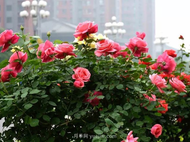 夏季苗木容易出現(xiàn)日灼現(xiàn)象？如何才能進(jìn)行預(yù)防？(圖2)