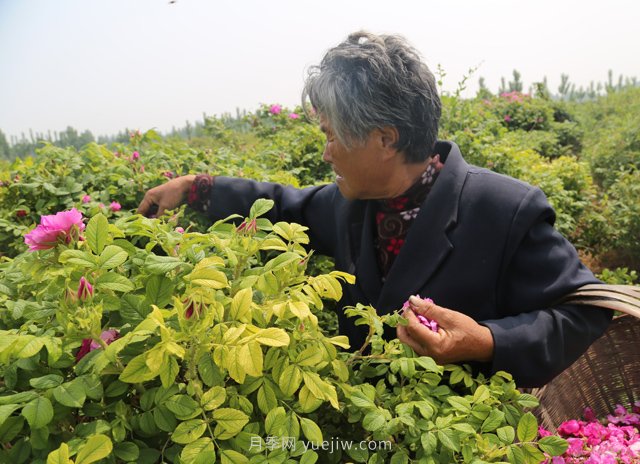 新鄉(xiāng)輝縣：繽紛玫瑰撲鼻香 幸?；ㄩ_富老鄉(xiāng)(圖1)