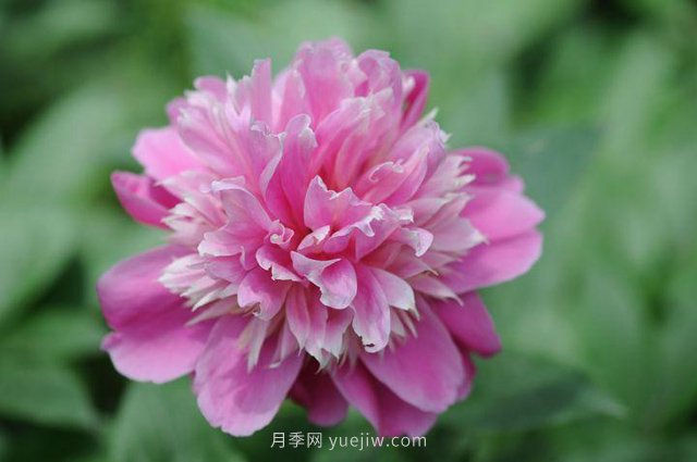 林下耐陰的中藥材有哪些？推薦4種(圖1)