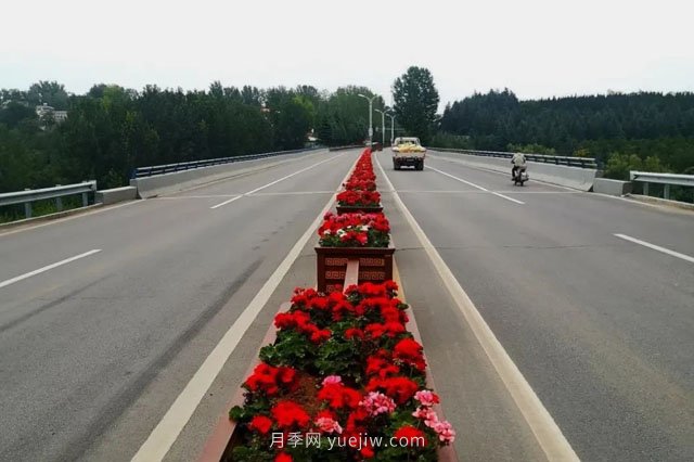 洛陽(yáng)嵩縣月季美化，使公路變成了靚麗的風(fēng)景線(圖1)