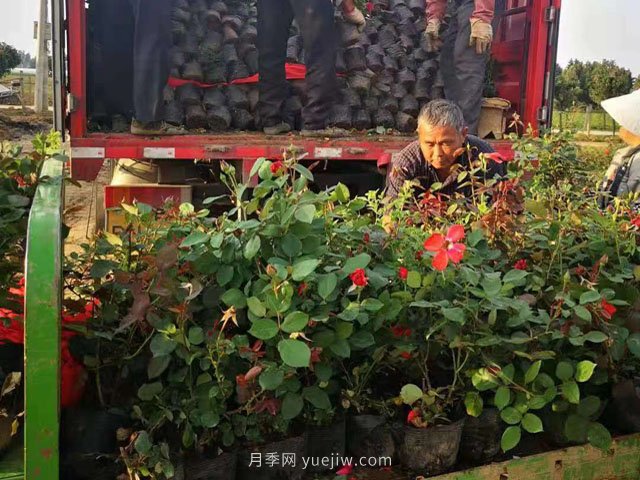 夏季工程綠化不適合種月季苗！不存在！做好5點(diǎn)成活率不用擔(dān)心(圖2)