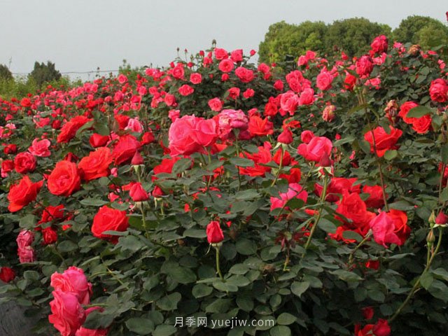 種植月季花使用什么土壤比較合適？(圖1)