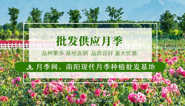南陽(yáng)月季花后如何修剪？什么時(shí)候修剪比較好？(圖1)