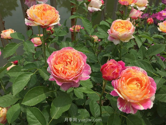 月季缺肥的現(xiàn)象是什么？如何給月季補(bǔ)充肥料？(圖1)