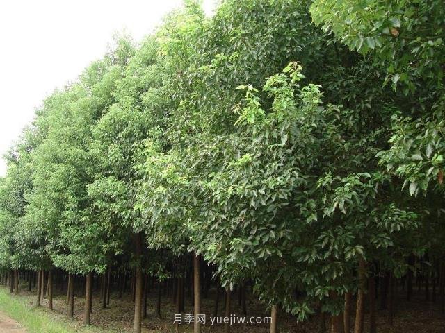 香樟樹(shù)分布范圍和經(jīng)濟(jì)價(jià)值(圖1)