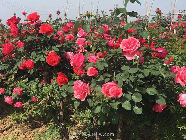 從養(yǎng)護月季花的三大方面出發(fā)談談對它的管理(圖1)