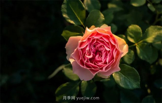 昆明李淑斌深山搞科研，為晉寧月季插“芯片”(圖1)