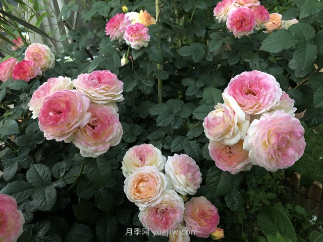 羅曼尼詹森月季，擁有彩色的月季花墻(圖1)