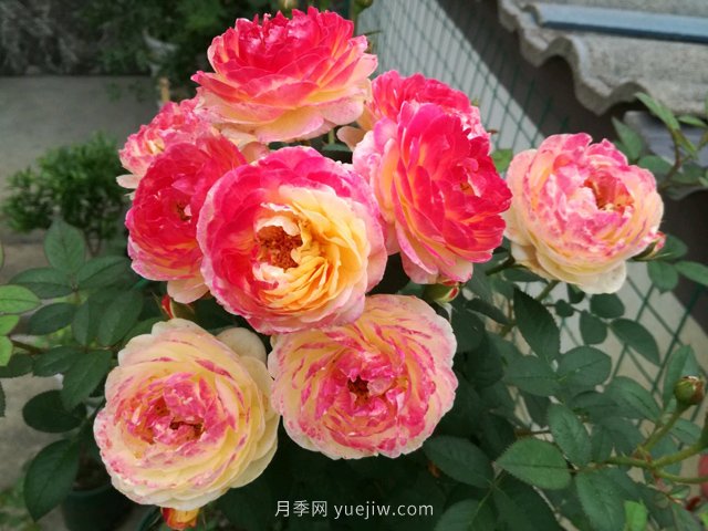 羅曼尼詹森月季，擁有彩色的月季花墻(圖2)