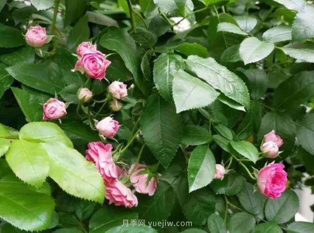 天狼家胭脂扣月季，花友反饋很贊(圖2)