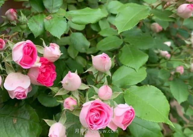 天狼家胭脂扣月季，花友反饋很贊(圖1)
