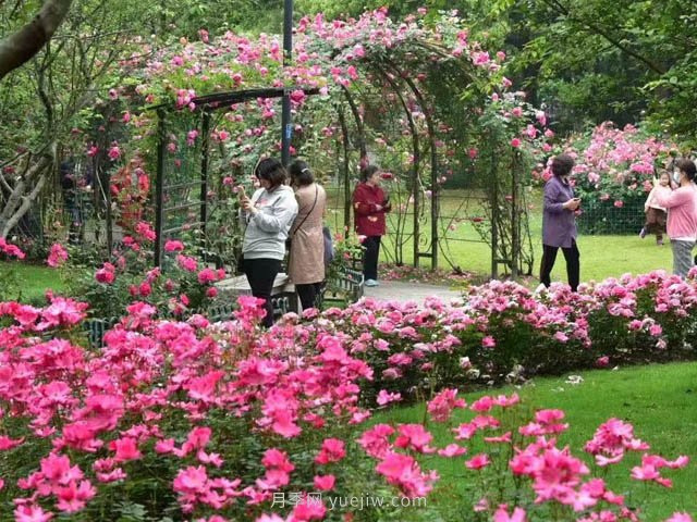 夏天月季花要虐著養(yǎng)，才能催花爆筍快(圖1)