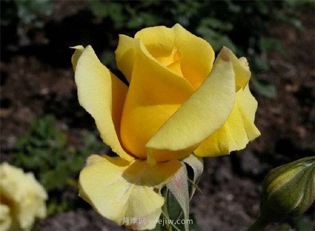北京街頭萬千姿態(tài)的月季花，你喜歡哪一個(圖2)