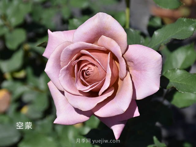 天津市市花？是月季嗎(圖1)