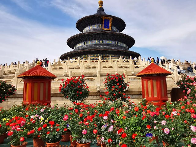 北京市花是月季嗎？(圖1)