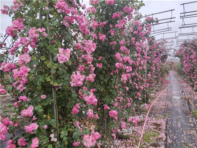 爬墻植物大集合，讓你的庭院瞬間高大上(圖1)