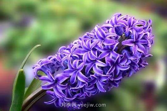 風信子什么時候種植比較好？(圖1)