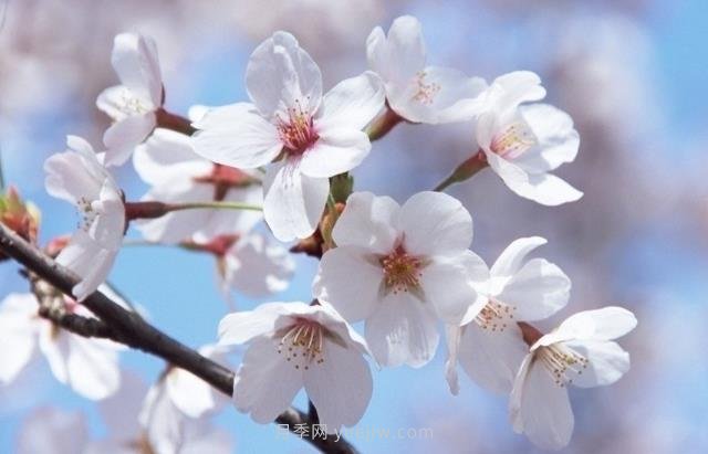 櫻花一般開多久？櫻花一般持續(xù)多久？  5號網(wǎng)版權(quán)所有(圖1)