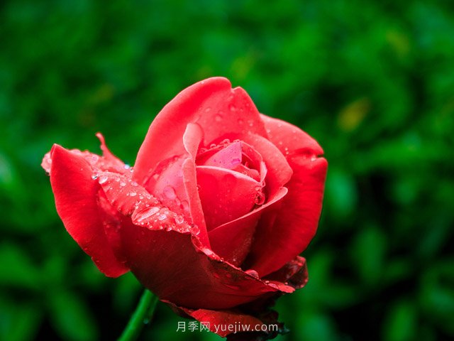 月季花可以放在室內(nèi)養(yǎng)嗎？(圖1)