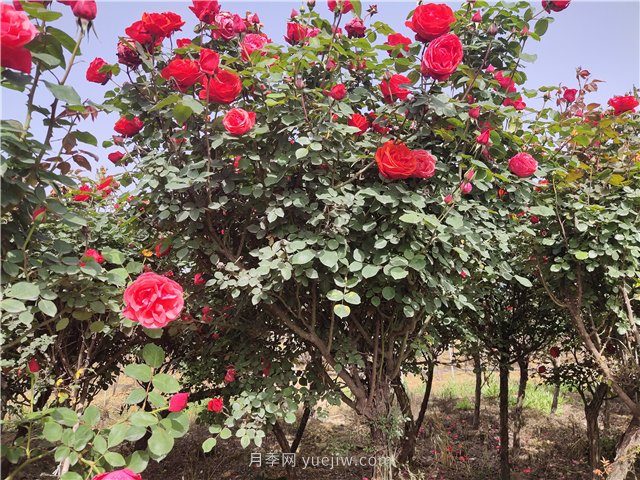 樹(shù)狀月季從有花苞到開(kāi)花需要多久？(圖1)