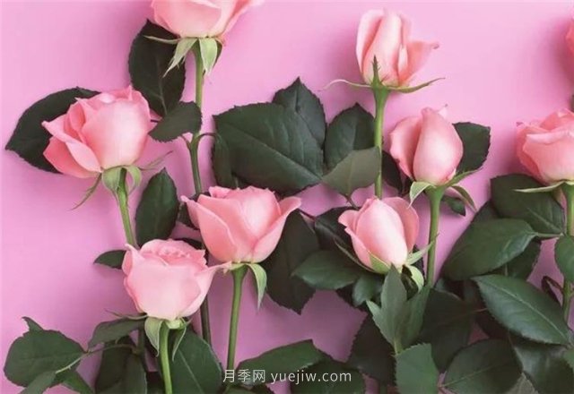 從1-9394朵玫瑰花語加圖片，送花原來這么多講究！(圖1)