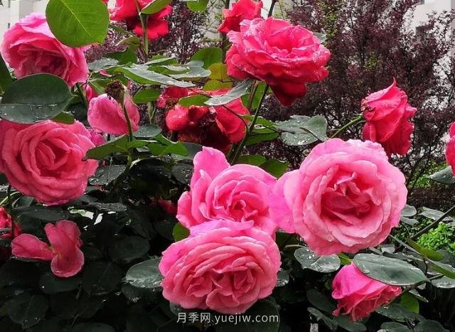 晚春唐詩(shī)玫瑰6首：折得玫瑰花一朵，憑君簪向鳳凰釵(圖2)