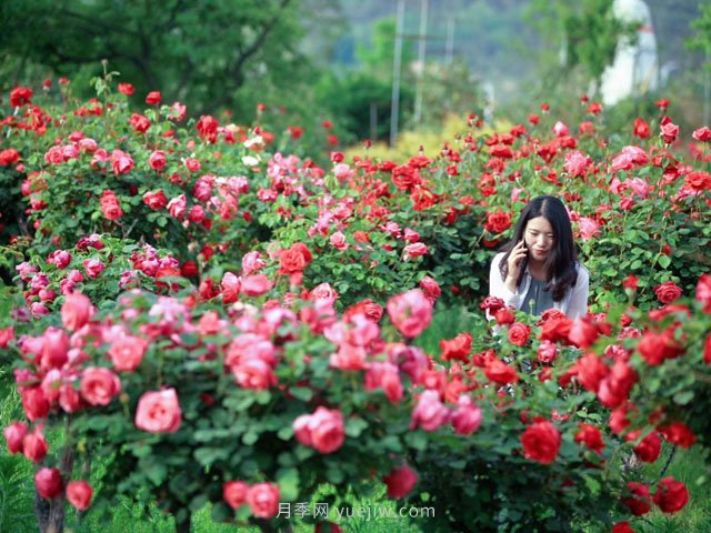 花卉旅游，“花為媒”帶動(dòng)“美麗經(jīng)濟(jì)”升級(jí)(圖1)